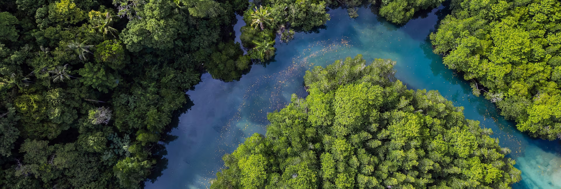 A river running through a jungle